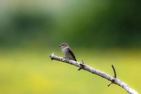 Spotted Flycatcher Foto stock