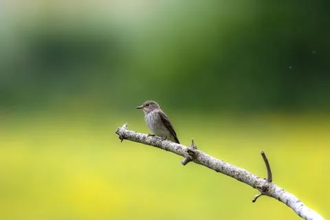 Spotted Flycatcher Foto stock