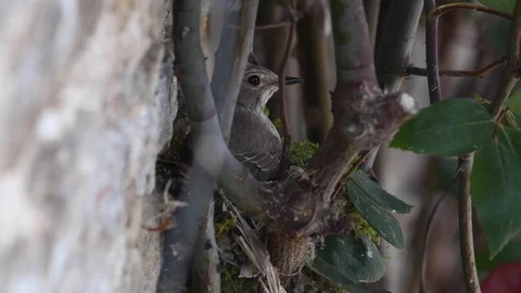 Spotted flycatcher sitting alert on nest on wall Stock Footage 121710036