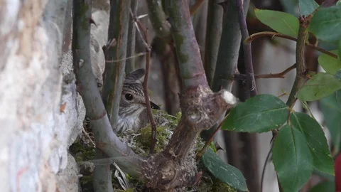 Spotted flycatcher sitting on nest being fed by partner Stock Footage 121710315