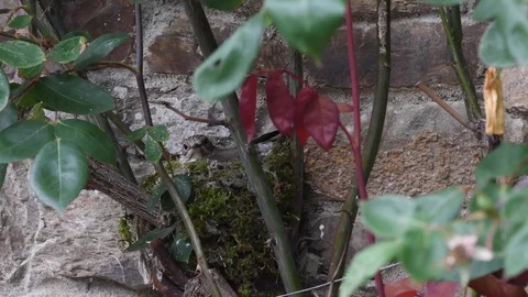Spotted flycatcher sitting on nest on wall Stock Footage 121710473