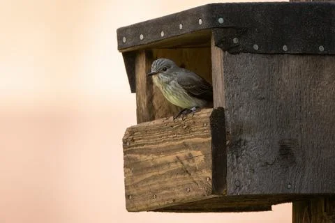 Spotted flycatcher sitting in nesting box in summer Stock Photos