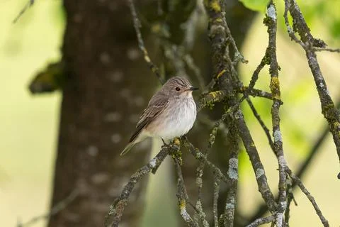 A Spotted Flycatcher sitting on a tree Stock Photos