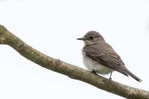 Spotted flycatcher white background Stock Photos