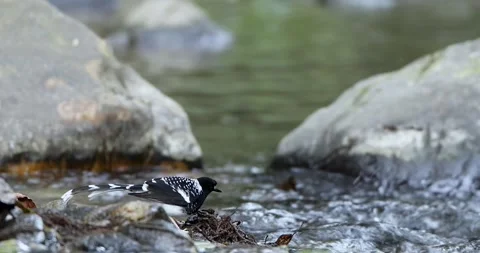 Spotted Forktail Feeding Sattal Stock-Footage 330767968