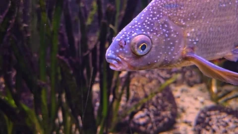 Spotted freshwater fish Video stock 269904556