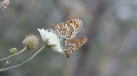 Spotted Fritillary Butterfly copulating, Red-band Fritillary, Melitaea didyma Video stock 12082004