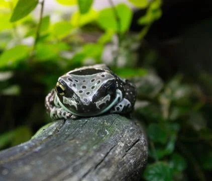 The spotted frog is dozing on a dry tree branch Stock Photos