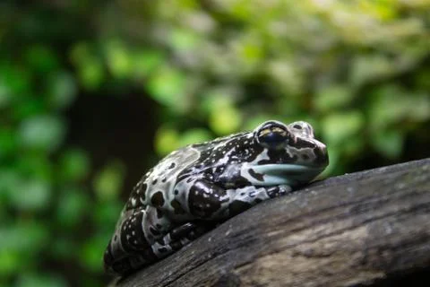 The spotted frog is dozing on a dry tree branch Stock Photos