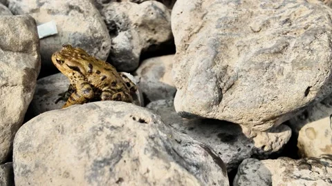 Spotted Frog Leaping Among Rocky Terrain Stock Footage 306883688
