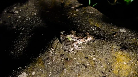 Spotted Frog at Night on Rock Video stock 79664958
