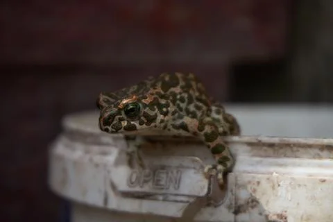 Spotted frog sitting on bucket Stock Photos
