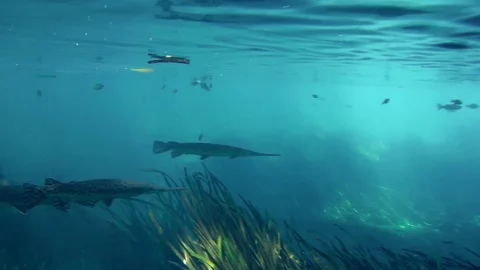 Spotted Gar &amp; Many Fish In Florida Spring Stock Footage 89354424