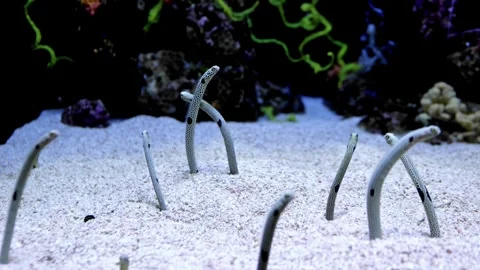 Spotted garden eel emerging from sandy ocean floor and swaying gently underwater Stockbeeldmateriaal 316490361