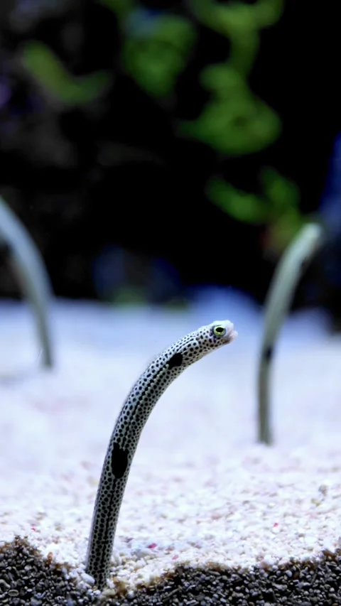 Spotted garden eel emerging from sandy ocean floor and swaying gently underwater Stock Footage 316490375