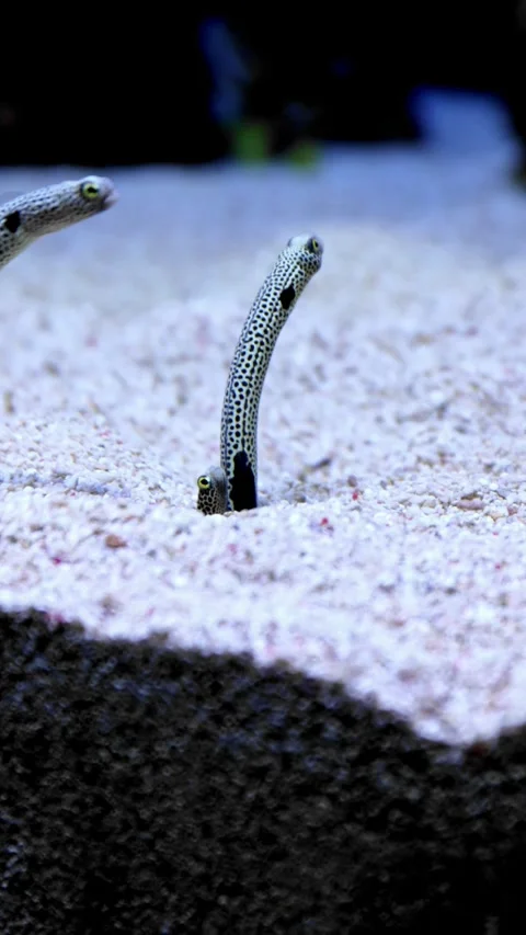 Spotted garden eel emerging from sandy ocean floor and swaying gently underwater Stock Footage 316490377