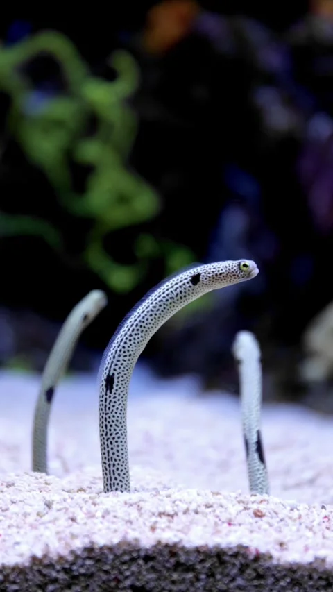 Spotted garden eel emerging from sandy ocean floor and swaying gently underwater Stock Footage 316490383
