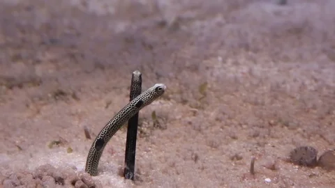 Spotted garden eel feeding, Stock Footage 83458462