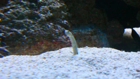Spotted Garden Eel Stock Footage 5275311