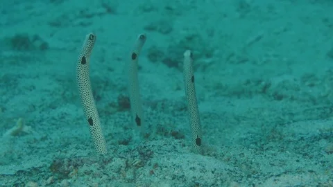 Spotted garden eel Stockbeeldmateriaal 83228195