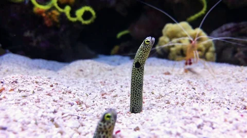 Spotted Garden-Eel Stock Footage 104853247