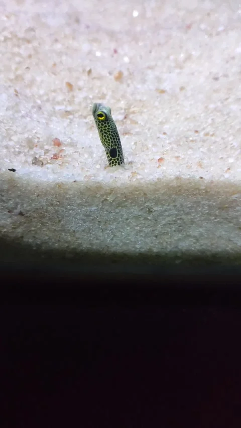 Spotted garden eel, heteroconger hassi  is sticking out of the sand Stock Footage 293599548