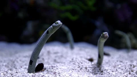 Spotted Garden Eel (Heteroconger hassi) – 4K Close-Up of Shy Marine Life Stock Footage 313007775