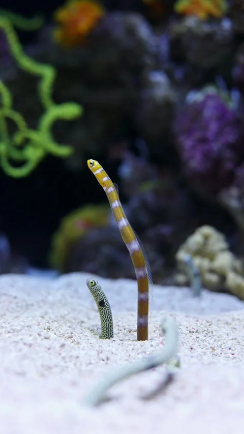 Spotted Garden Eel (Heteroconger hassi) – 4K Close-Up of Shy Marine Species Stockbeeldmateriaal 313196342