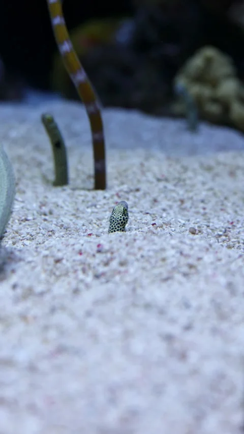 Spotted Garden Eel (Heteroconger hassi) – 4K Close-Up of Shy Marine Species Stock Footage 313196355