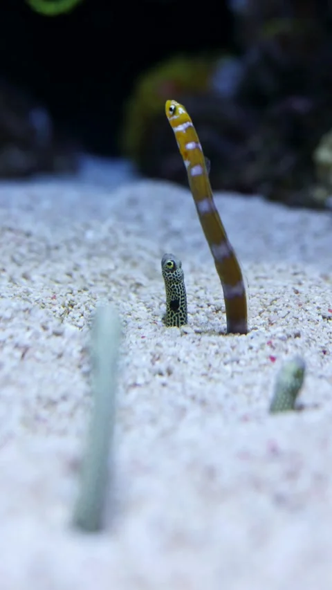 Spotted Garden Eel (Heteroconger hassi) – 4K Close-Up of Shy Marine Species Stock Footage 313196367