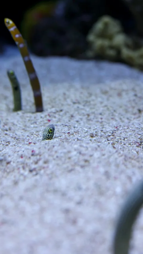 Spotted Garden Eel (Heteroconger hassi) – 4K Close-Up of Shy Marine Species Stock Footage 313196375