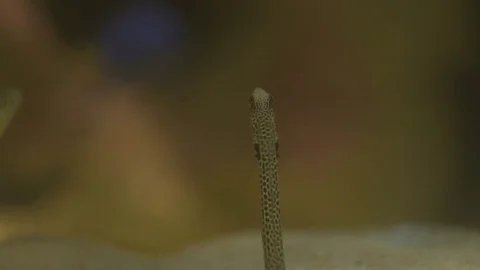 Spotted garden eel. with his typical black spots Stockbeeldmateriaal 82768689