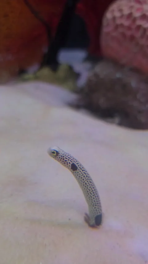 Spotted garden eel in hole on sand at coral reef. Stock Footage 308465447