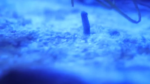A Spotted Garden Eel Moving Out From Hole Stock Footage 202175638
