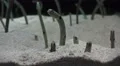Spotted Garden Eel Pop Out Of Sand 4k or 4k+ Resolution