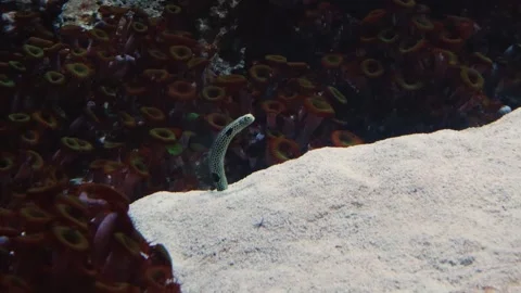 Spotted Garden Eel in Sand at Vancouver Aquarium Stock Footage 320083978