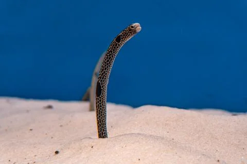 A spotted garden eel in a tank with its face sticking out of the sand Stock Photos