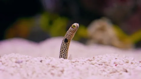 Spotted garden eel. Underwater world Stock Footage 319474146