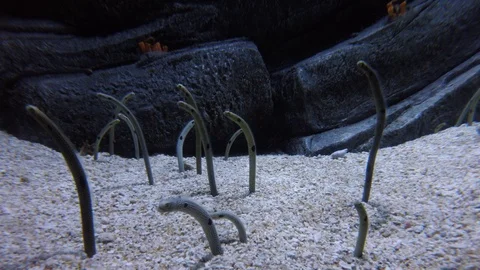 Spotted Garden Eels, 4K Stock Footage 88640789