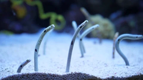Spotted garden eels and striped garden eel slow motion 4k Stock Footage 100321986