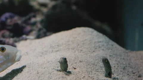 Spotted Garden Eels in an Aquarium Stock Footage 320084129