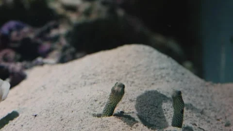 Spotted Garden Eels in an Aquarium Stock Footage 320084151