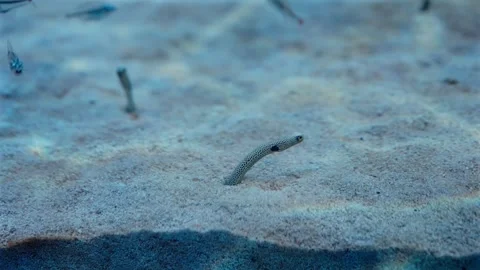 Spotted garden eels curiously looking around as hummingbird tetras swim by Stock Footage 318906469