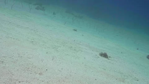 Spotted Garden Eels Emerging From Sandy Seafloor In Tropical Coral Reef Environm Stock Footage 311983645