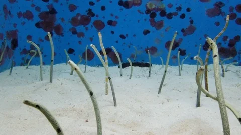 Spotted Garden Eels Stock Footage 122652306