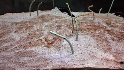 Spotted Garden Eels (Heteroconger Hassi) Catching And Eating Planktons Stock Footage 290198142