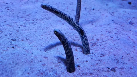 Spotted garden eels (Heteroconger hassi) moving and feeding underwater. Stock Footage 323864541