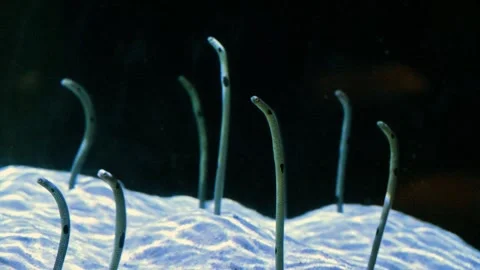 Spotted garden eels (Heteroconger hassi) are small, slender marine fishes t.. Stock Footage 340475333
