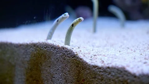 Spotted garden eels or Heteroconger Hassi in Lisbon oceanarium. Stock Footage 182330372