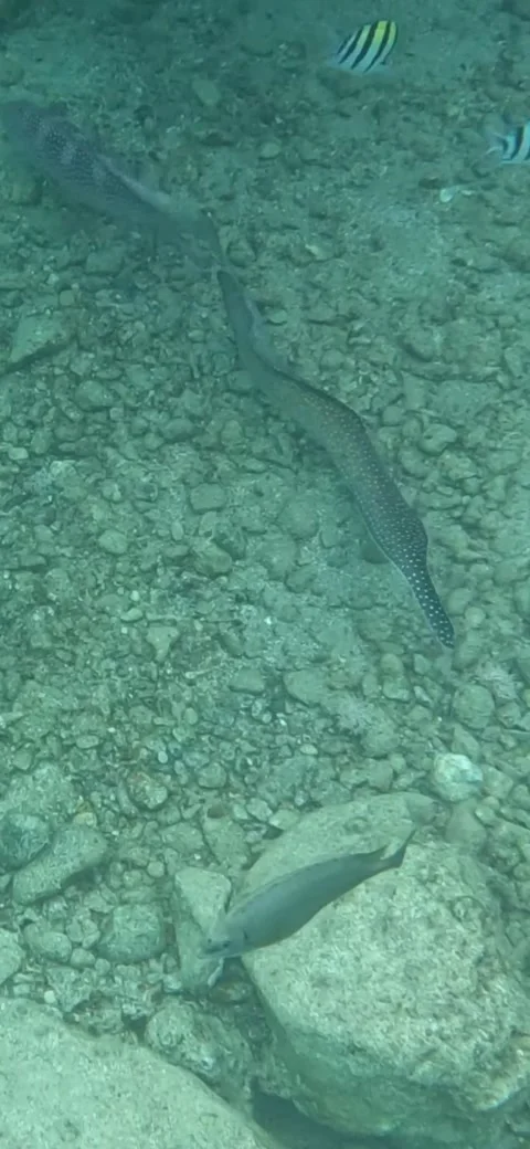 Spotted Giant Moray Eel Glides Gracefully along the Sea Bed - 4k Video Stock Footage 236725195